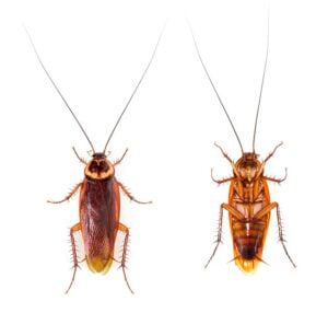 9 Tiny House Bugs - How to Identify & Get Rid Of These Little Invaders ...